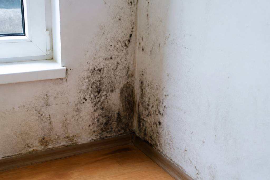 Insalubrité logement moisissure : causes, risques pour la santé et solutions efficaces